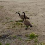 Monterey2016_0029 (April 29, 2016)